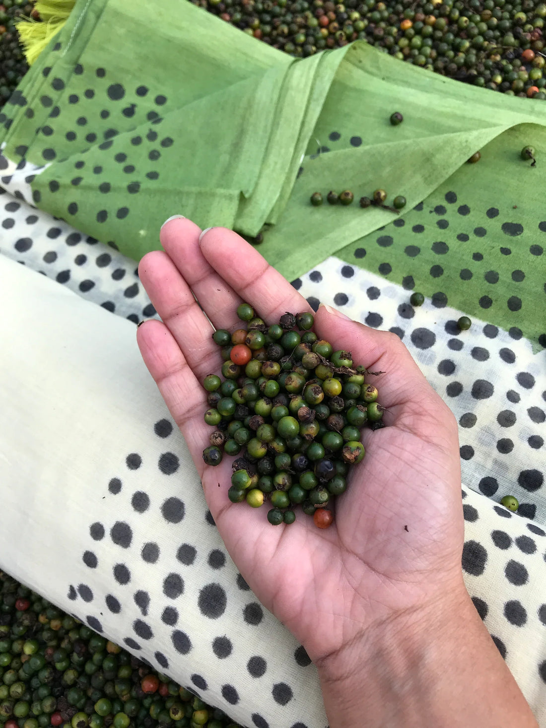 Discover Mogasu: The hidden-gem authentic saree shop in Goa